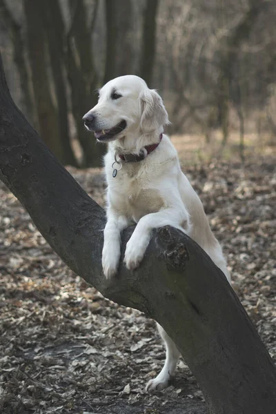 Ландшафтний Осінній Ліс Собакою Золотим Ретривером — стокове фото