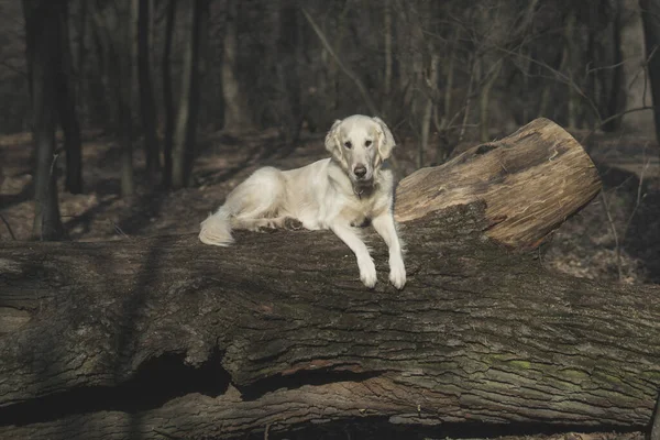 Mooie Hondenras Golden Retriever Wandelingen Het Ochtendbos Vroeg Lente Schijnt — Stockfoto