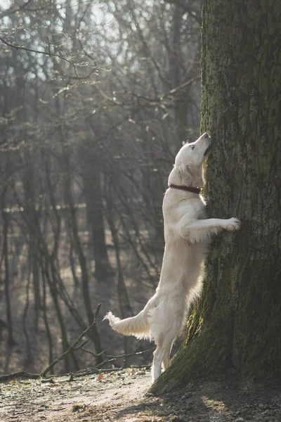 Baum Umarmt Golden Retriever Umarmen Einen Baum Konzept Für Liebe Stockfoto