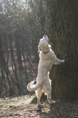 Gizemli bir sonbahar ormanında bekâr köpek golden retriever. Köpek zıplıyor ve ağaca sarılıyor.