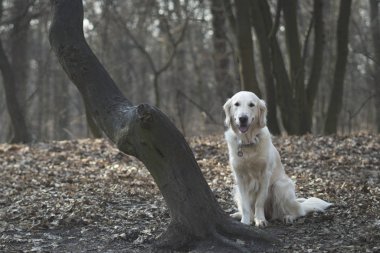 Köpek yetiştiricisi Golden Retriever ormanda yürüyor. Karanlık orman sahnesi. Orman yolu, yol, yol.