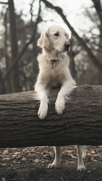 犬の品種ゴールデンレトリバー神秘的な秋の森の中のログに座っています 暗い森の風景 — ストック写真