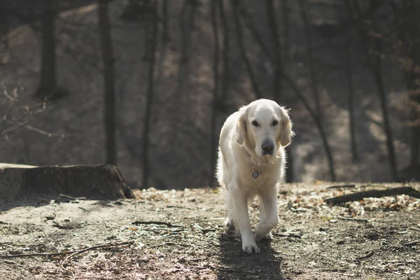 Piękny Pies Rasy Golden Retriever Spacery Lesie Rano Wczesną Wiosną — Zdjęcie stockowe