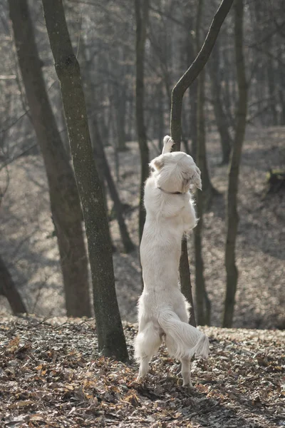 Pojedynczy Pies Golden Retriever Mistycznym Jesiennym Lesie Pies Skacze Przytula — Zdjęcie stockowe