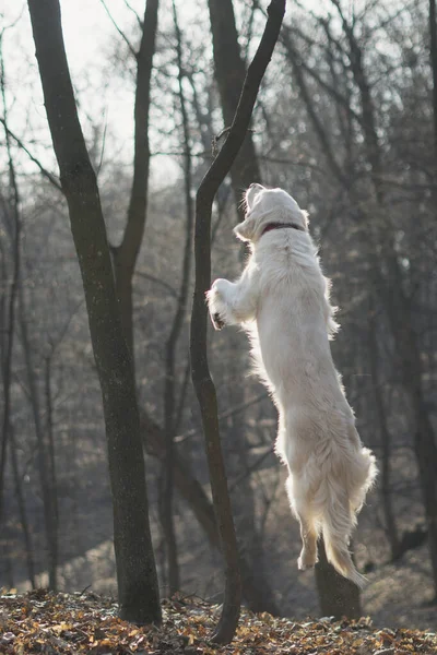 Piękny Pies Rasy Golden Retriever Spacery Lesie Rano Wczesną Wiosną — Zdjęcie stockowe