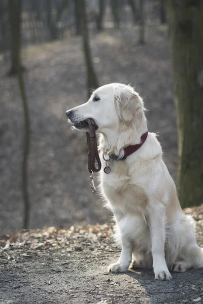 Beautiful Golden Retriever dog with leash sitting in the park with bare trees in autumn