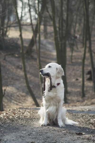 Beautiful Golden Retriever Dog Leash Sitting Park Bare Trees Autumn — Φωτογραφία Αρχείου