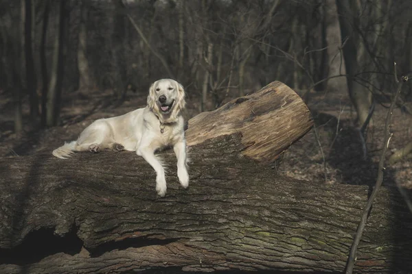 Piękny Pies Rasy Golden Retriever Spacery Lesie Rano Wczesną Wiosną — Zdjęcie stockowe