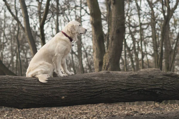 Порода Собак Золотий Ретривер Сидить Дереві Містичному Осінньому Лісі Темний Стокове Зображення