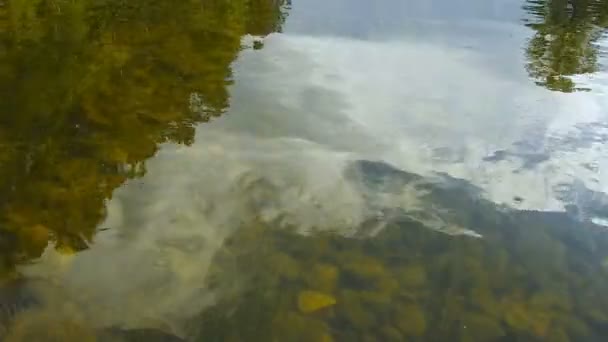 Alghe e pietre nell'acqua del fiume . — Video Stock