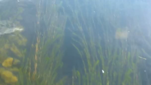Морские водоросли и камни в речной воде . — стоковое видео