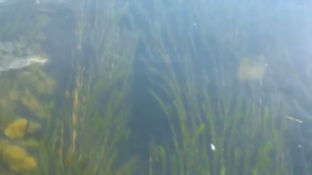 Algues et pierres dans l'eau de la rivière .