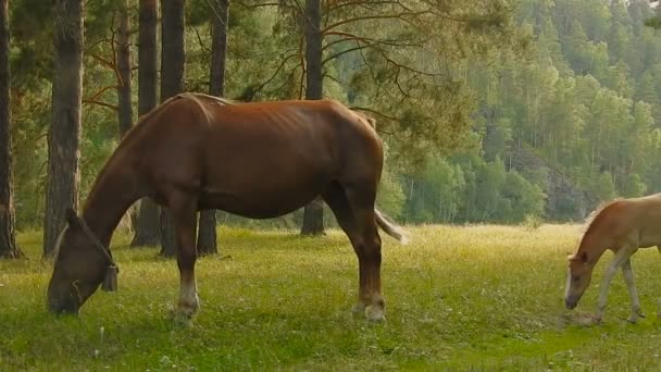 Hästar betar i skogen. Föl och dess mor. — Stockvideo