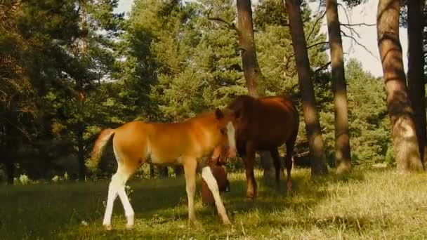 Pferde grasen im Wald. Fohlen und seine Mutter. — Stockvideo
