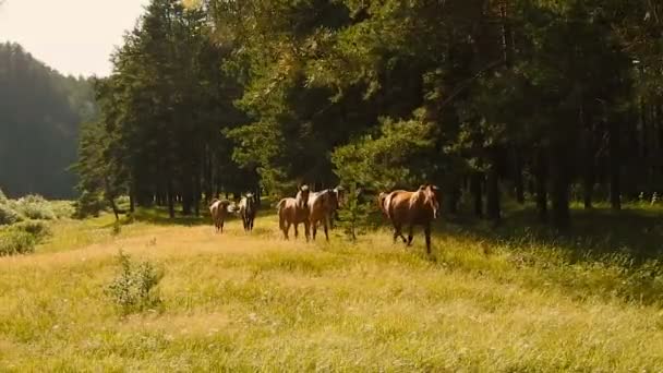 Horses Graze in the Forest. Lamer árbol . — Vídeos de Stock