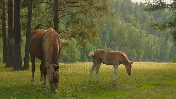 Hästar betar i skogen. Föl och dess mor. — Stockvideo