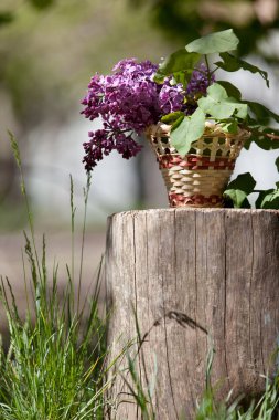 Bir ağaç kütüğü üzerinde duran bir hasır sepet leylak çiçeği.