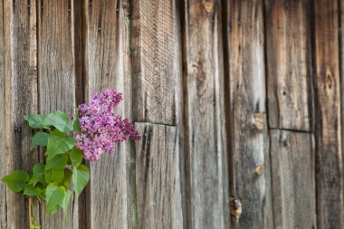 Ahşap arka plan leylak şubesine