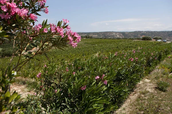 Цветущие кусты розового олеандра — стоковое фото