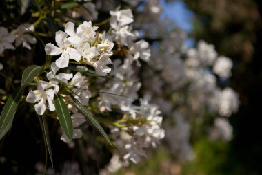 Zakkum, beyaz çiçekler