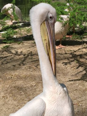 Pelikan yakın çekim