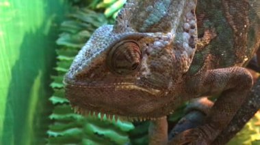 Etrafa komik bukalemun