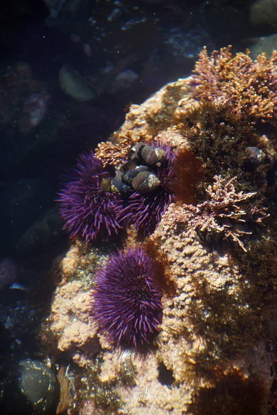 Purple sea urchins in tidepool