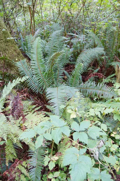 Sword fern ( Polystichum munitum )