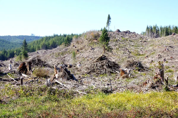 Slash piles and clear cut Douglas fir forest — Stock Image Slash piles and clear cut Douglas fir forest Royalty Free Stock Images