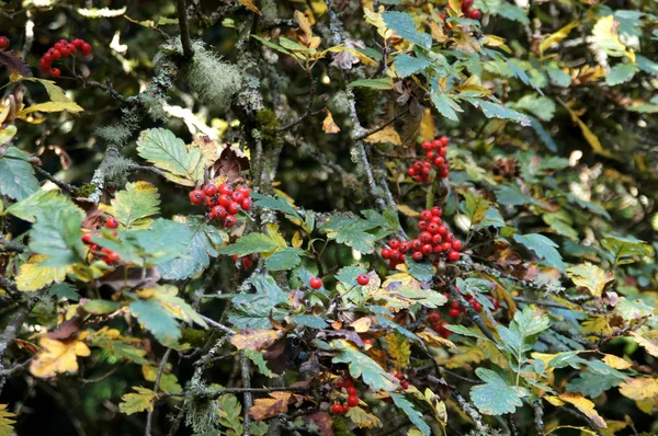 Red autumn berries on mountain ash