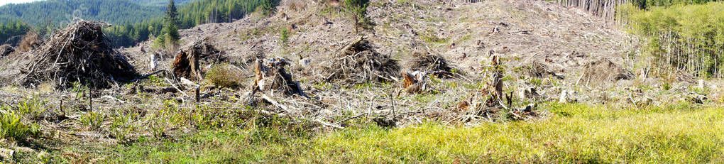 Panorama of slash piles and clear cut — Stock Image Panorama of slash piles and clear cut Stock Photo