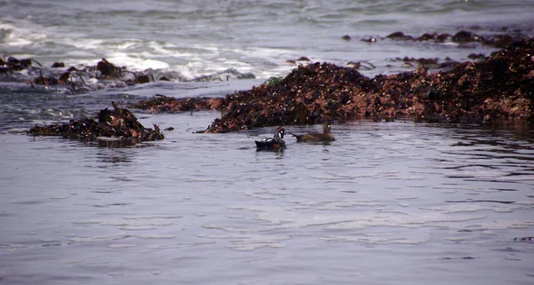 Harlequin Duck swimming in surf