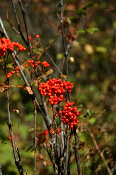 Red berries, detail