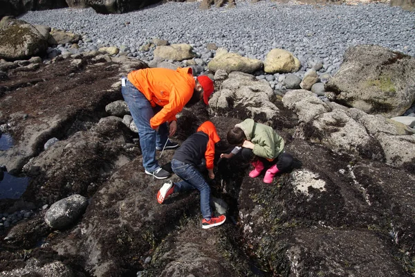 Families explore tide pools