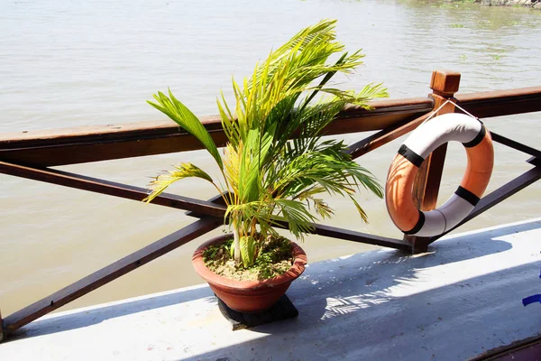 Small palm decorates the deck of a cruise ship
