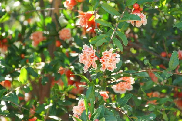 Pomegranate blossoms on trees