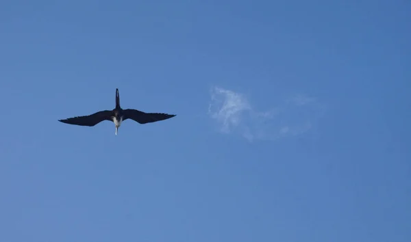 Frigate bird soaring