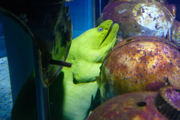 Green moray eel in tank
