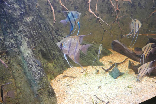 Angelfish family Cichlidae in aquarium tank