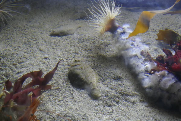 Camouflaged flounder and Tube anemone