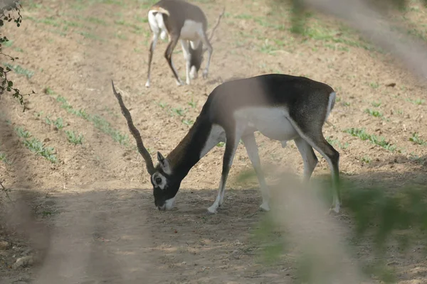 Blackbuck antelope  in a field