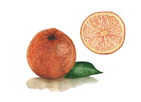 Celé a poloviční oranžové plody. Akvarely na bílém pozadí — Stock fotografie
