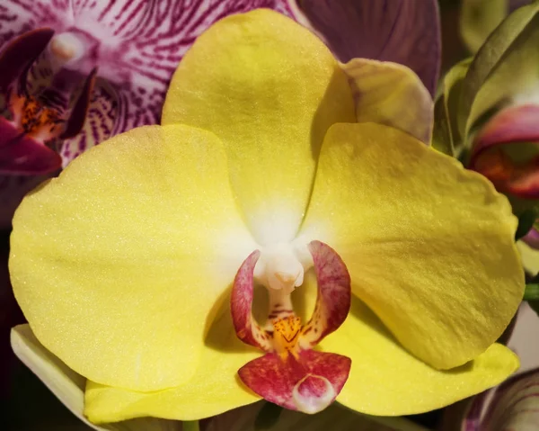 Une orchidée jaune phalaenopsis — Photo