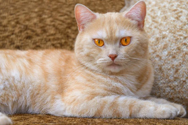 El gato rojo — Foto de Stock