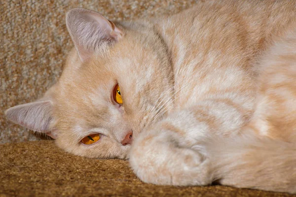 El gato rojo — Foto de Stock