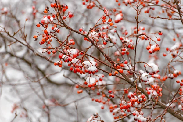 Rowan branch in the snow — Stock Photo, Image