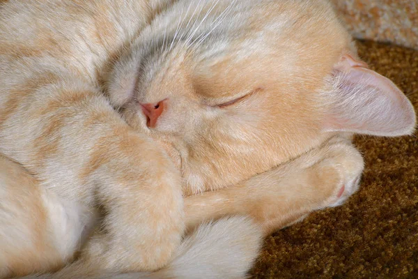 Die rote Katze Stockfoto