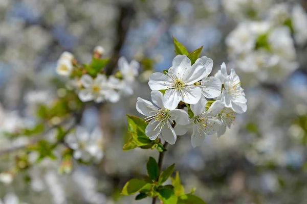 Blooming cherry branch — Stock Photo, Image