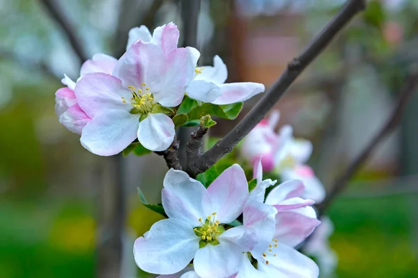 Blommande apple trädgren — Stockfoto