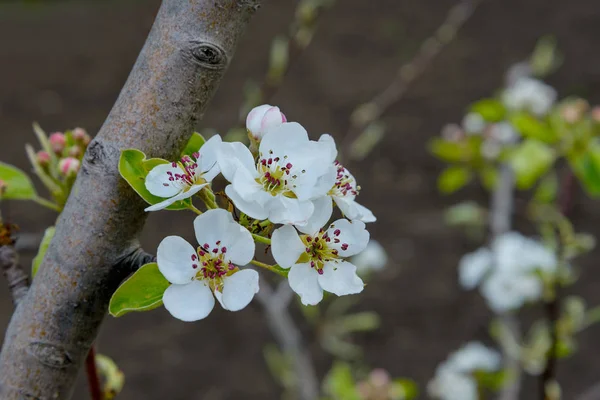 Blommande gren av ett päronträd — Stockfoto